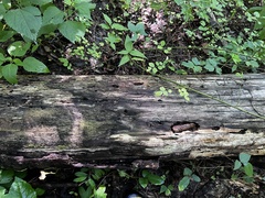 Berkleasmium concinnum