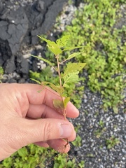 Acalypha rhomboidea