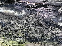 Berkleasmium concinnum