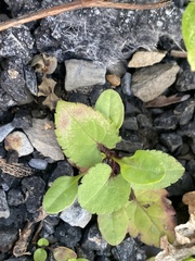 Symphyotrichum cordifolium
