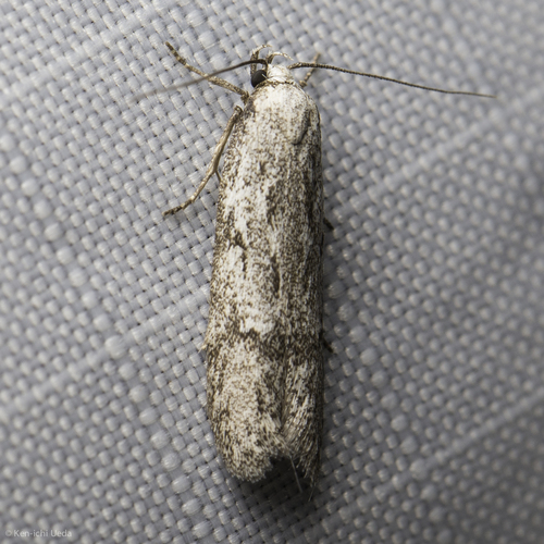 iNaturalist observation photo of Butterflies and Moths