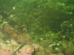 Loxechinus albus