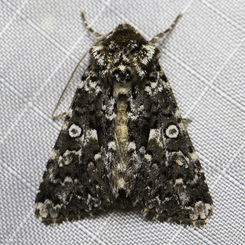 iNaturalist observation photo of Cutworm Moths and Allies