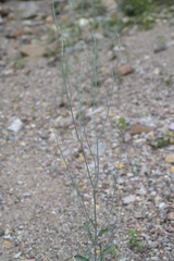 Eriogonum polycladon