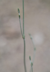 Eriogonum polycladon