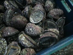 Concholepas concholepas