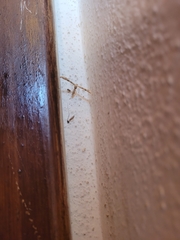 Amblyptilia