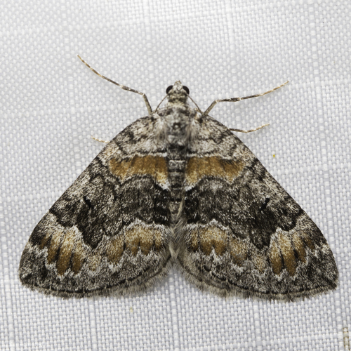 iNaturalist observation photo of Dysstroma
