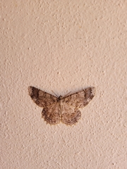Geometridae