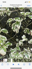 Graptophyllum