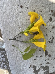 Adenocalymma inundatum