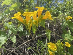 Adenocalymma inundatum