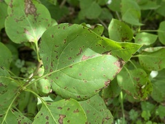 Pseudocercospora