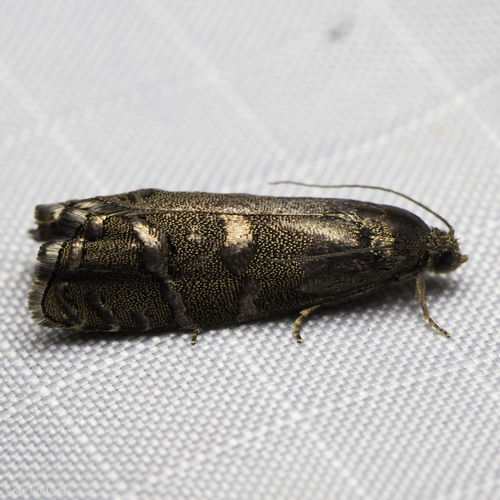 iNaturalist observation photo of Cydia