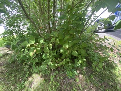 Pseudocercospora