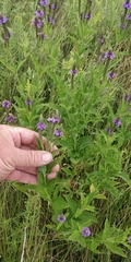 Verbena × rydbergii
