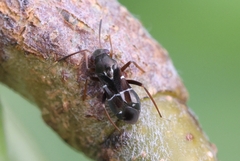 Pilophorus perplexus