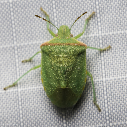 iNaturalist observation photo of Thyanta