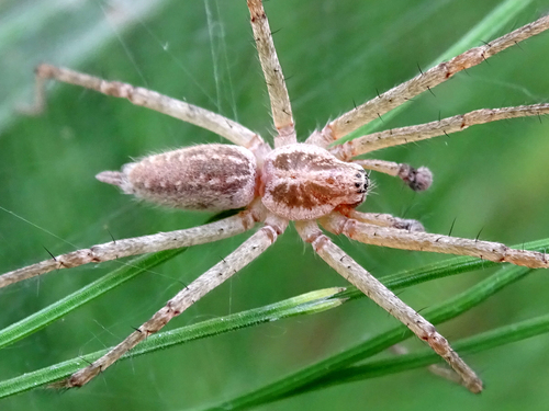 Allagelena gracilens
