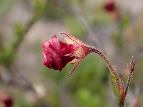 Image of Hermannia flammula by (c) Ren Hoekstra, some rights reserved (CC BY)