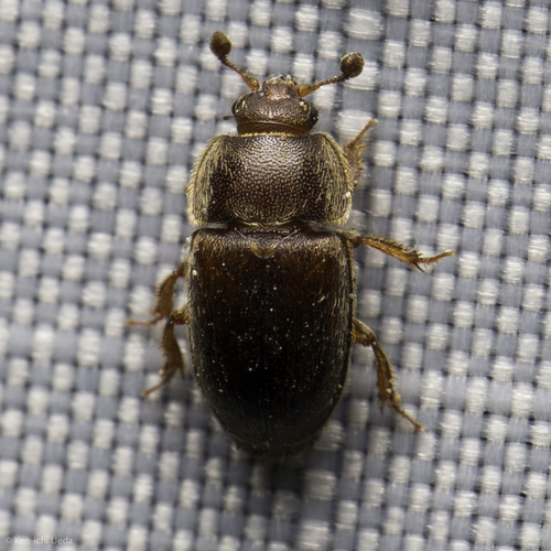 iNaturalist observation photo of Thalycra