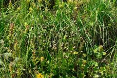 Hieracium amplexicaule