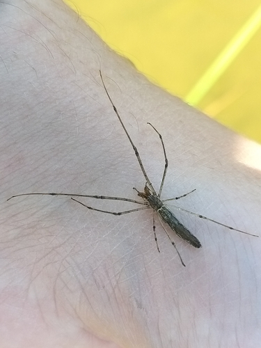 Tetragnatha shoshone