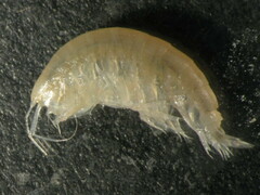 Ampeliscidae