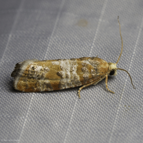 iNaturalist observation photo of Pine Shoot Moths