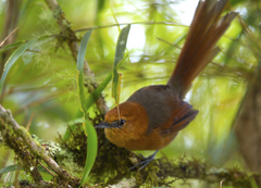 Synallaxis fuscorufa