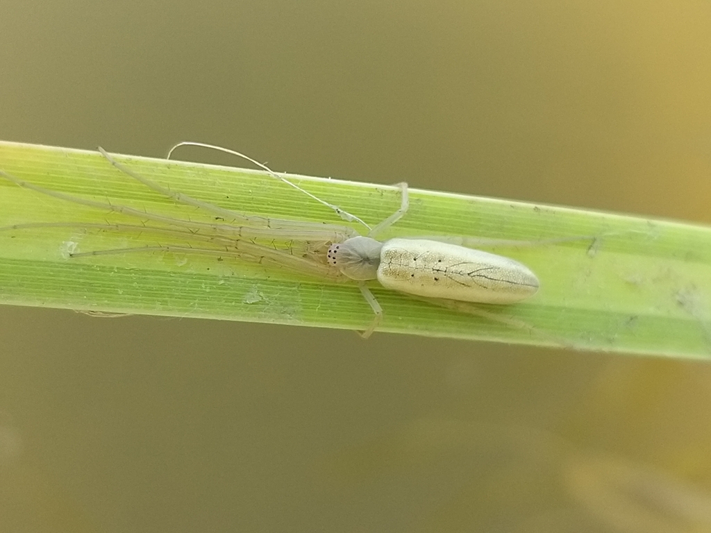 Tetragnatha striata