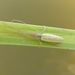 Tetragnatha striata - Photo 由 Aleksandr Novikov 所上傳的 (c) Aleksandr Novikov，保留部份權利CC BY-NC