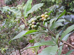 Solanum asperolanatum