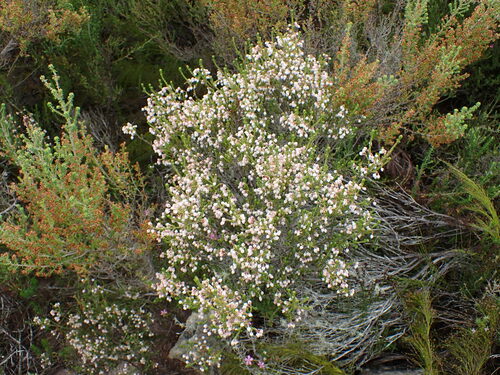 Image of White Limestone Heath (Erica oraria) by (c) Ren Hoekstra, some rights reserved (CC BY)