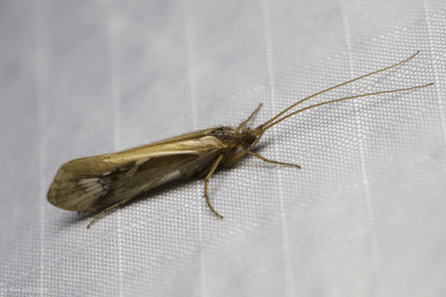 iNaturalist observation photo of Caddisflies