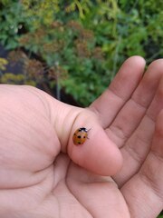 Coccinella septempunctata
