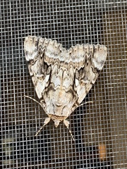 Catocala subnata