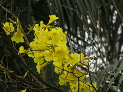 Handroanthus umbellatus
