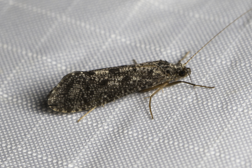 iNaturalist observation photo of Caddisflies