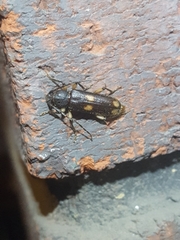 Tylonotus bimaculatus