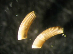 Caecum chilense