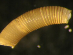 Caecum chilense