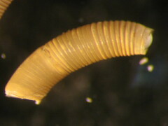 Caecum chilense