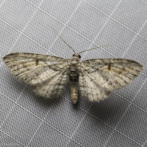 iNaturalist observation photo of Geometer Moths