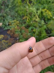 Coccinella septempunctata