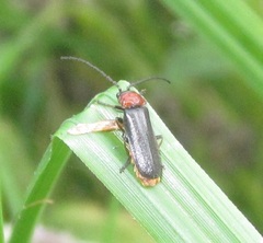 Silis ruficollis