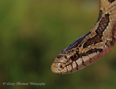 Lampropeltis calligaster