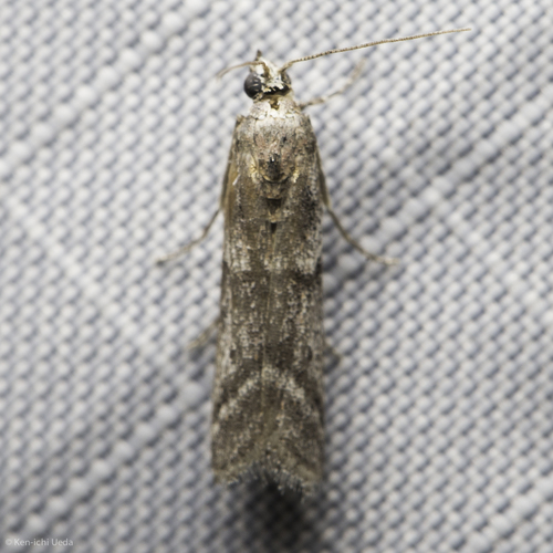 iNaturalist observation photo of Butterflies and Moths