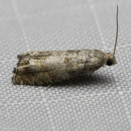 iNaturalist observation photo of Olethreutine Leafroller Moths