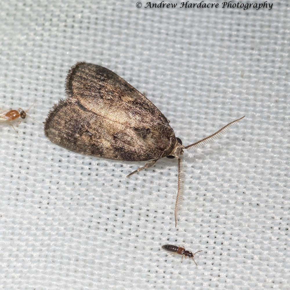 Spodoptera pectinicornis